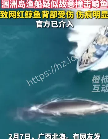 网红鲸鱼刀疤哥