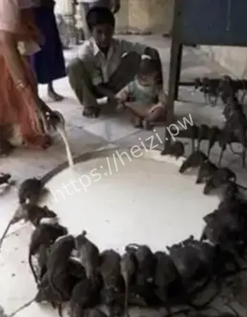 印度卡尔尼玛塔神庙